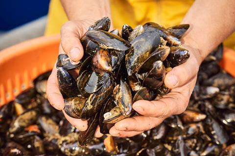 Scottish farmed mussels