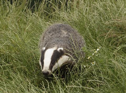 badger