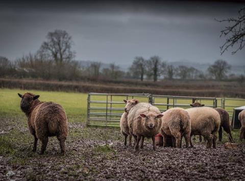 Sheep farming 