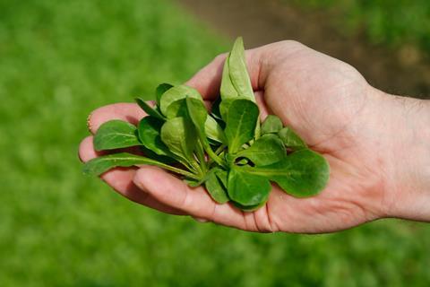 Florette salad leaves