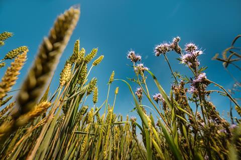 Wildfarmed wheat + phacelia