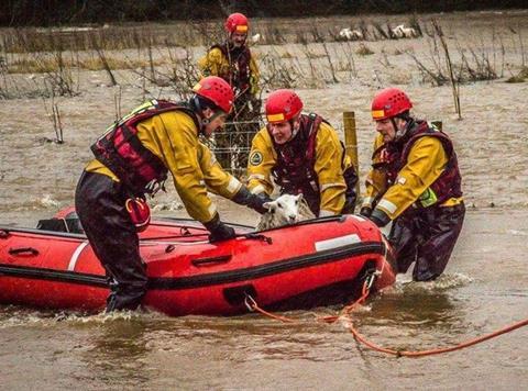 Sheep Cumbria floods Storm Desmond Twitter