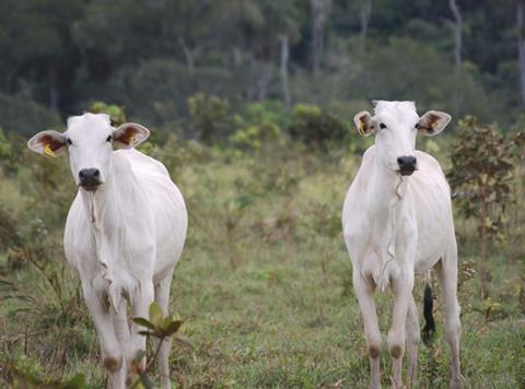 Beef cattle deforestation