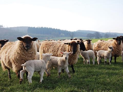 sheep and lambs