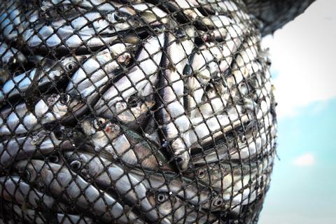 Fish in net