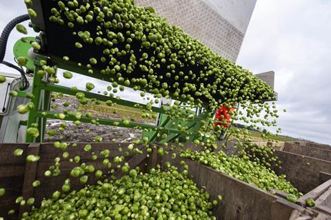 Waitrose brussels sprouts harvest