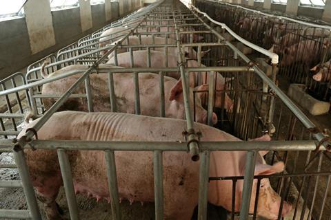 Sow Stalls Thailand