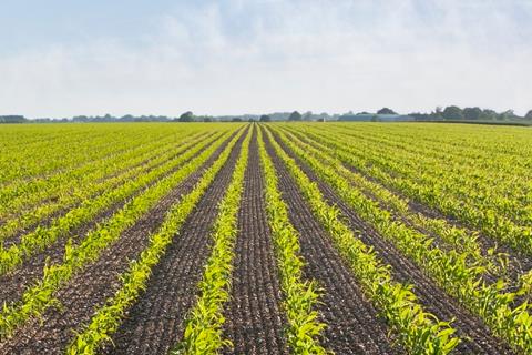 Plants growing in field