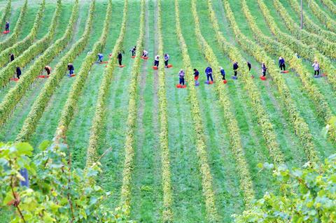 Fruit picking workers vineyard