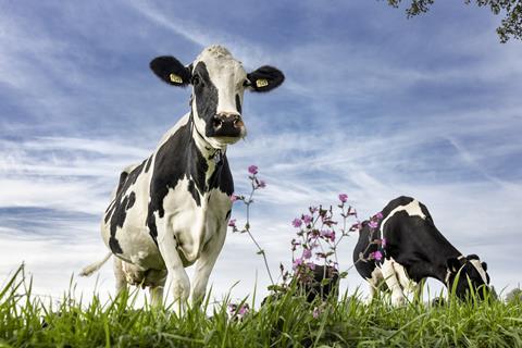FrieslandCampina cow
