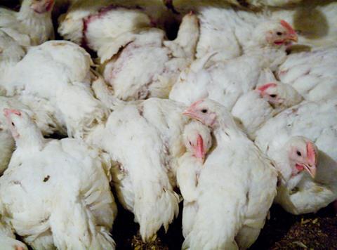 Indoor broilers CIWF