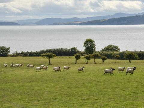 Welsh Lamb