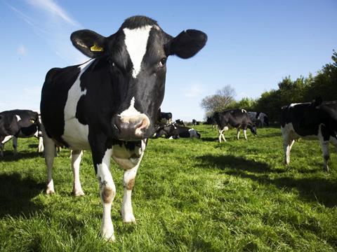 dairy crest cow