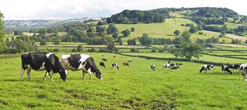 dairy cattle cows farm farming