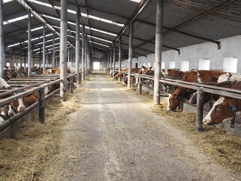 cows feeding 