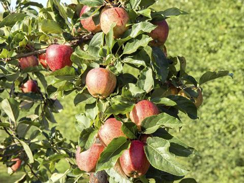 apples orchard