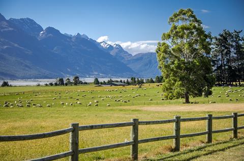 new zealand lamb countryside field farming