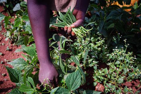 RS13310 Beans being picked on Rachel Njorgoges farm