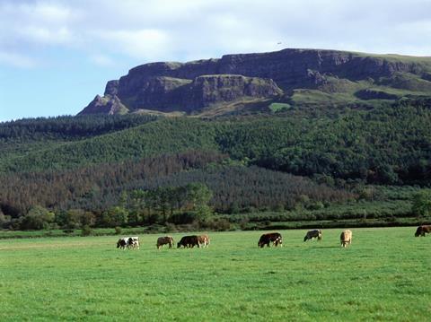 Irish grass fed beef recently secured PGI status. Image from Livestock and Meat Commission. (Limavady, Co. Derry-Londonderry.)