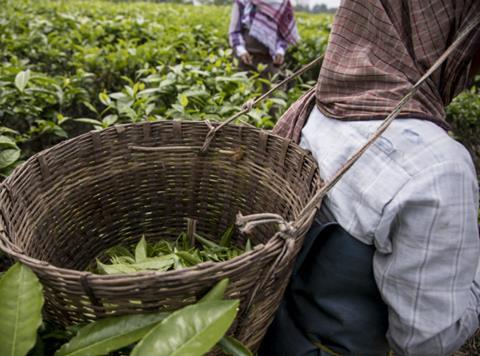 Indian tea picker