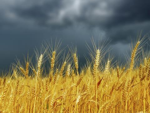 wheat crop