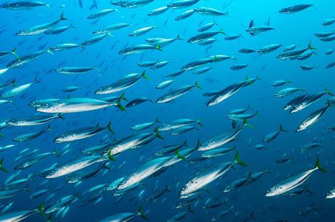 northeast Atlantic mackerel