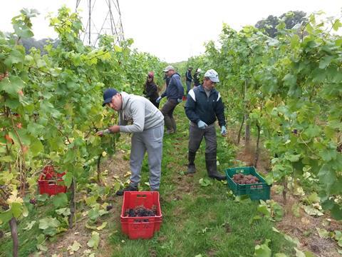 Bolney grape harvest