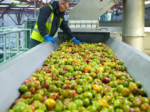 Green apples on conveyor