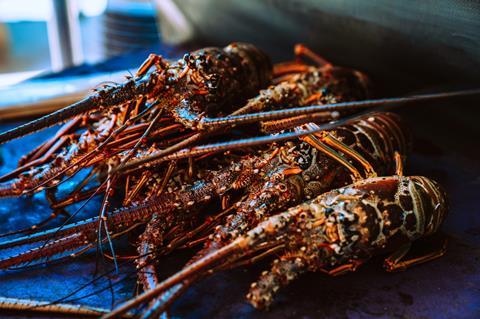 Fresh Lobster shellfish