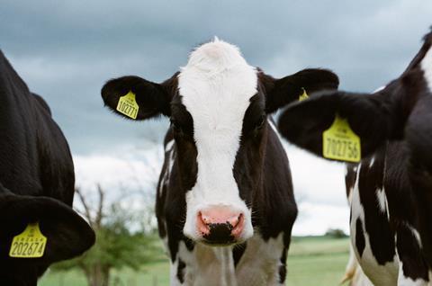 dairy cows UNSPLASH (1)