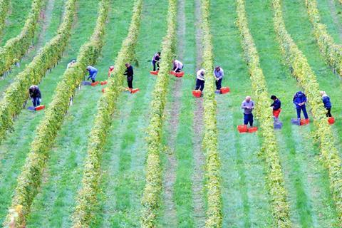 Fruit picking workers vineyard