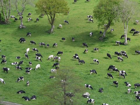 cows in field