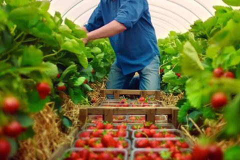 Strawberry picking