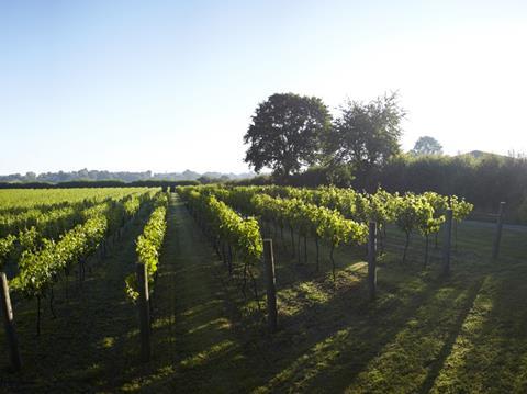 Chapel Down Vineyard