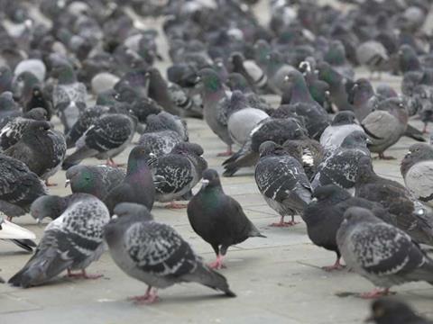 pigeons one use