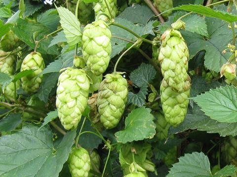 British aromatic hops sought by craft brewers | News | The Grocer