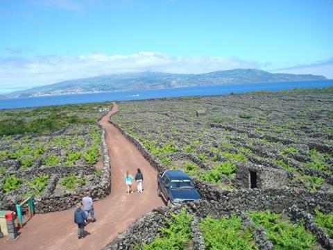 As vinhas da Ilha do Pico em Portugal