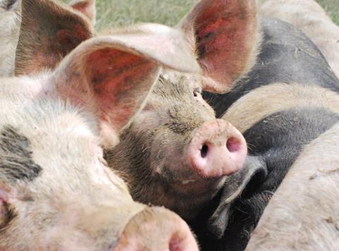 Helen Browning's Oragnic saddleback pigs