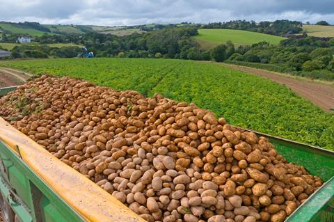 potatoes in truck next to field - getty