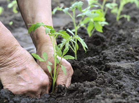 Plant farming