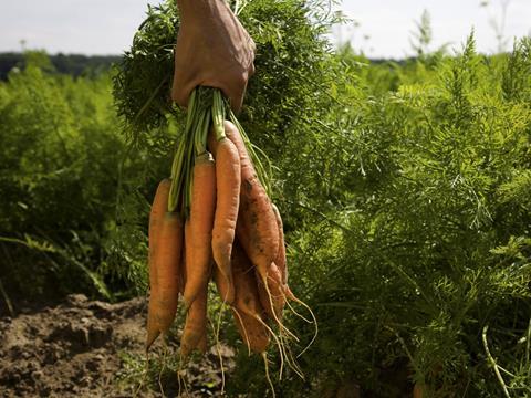 carrots farming