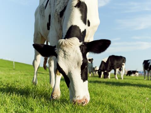 free range milk, cow grazing