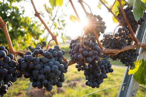 red grapes