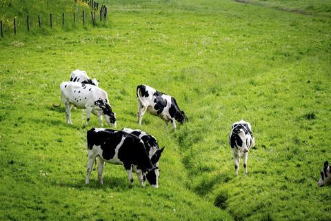 dairy cows in field - getty