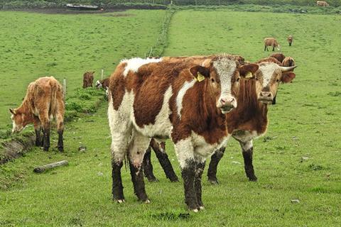 Irish cows