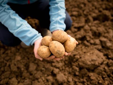 Tesco potatoes