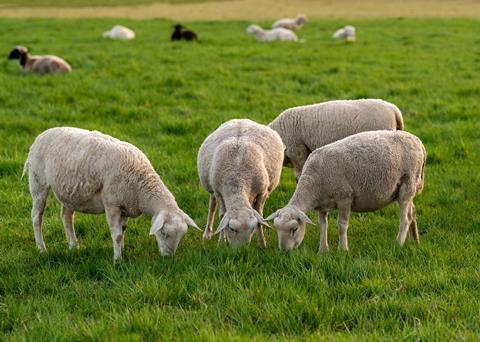 sheep lamb farm wales