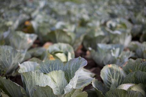 white cabbage field - getty