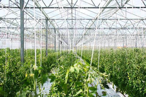 greenhouse tomato plants crops