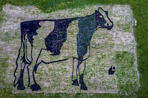 Cow art hillside Yeo Valley